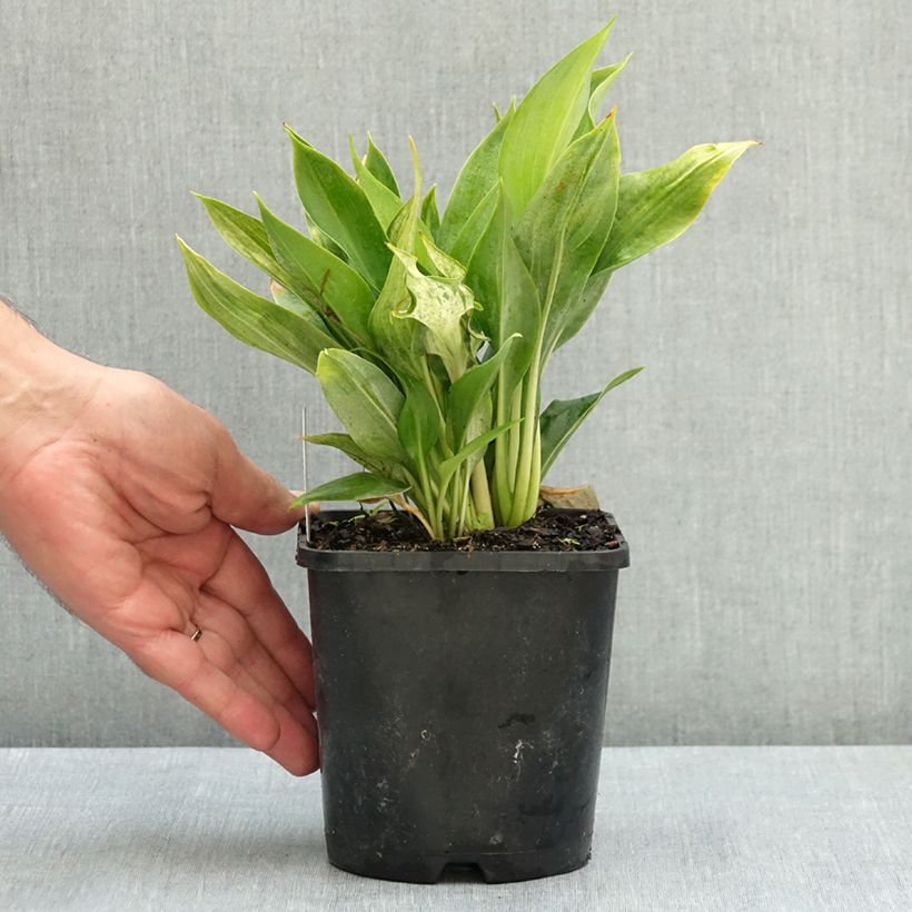 Example of Hosta Zeus Pot de 1,5L/2L as you get in ete