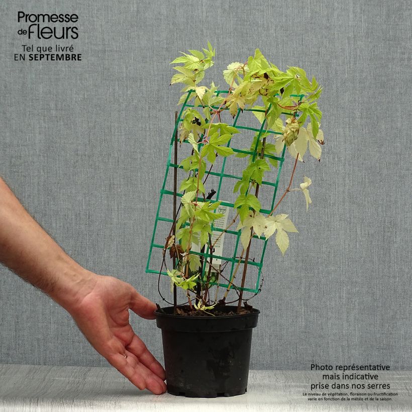 Example of Houblon - Humulus lupulus Hersbrucker Pot de 1,5L/2L as you get in automne