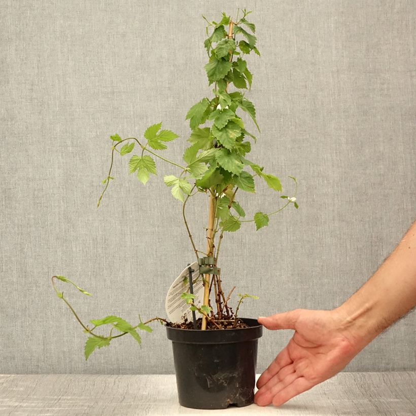 Example of Houblon - Humulus lupulus Prima Donna Pot de 1,5L/2L as you get in ete