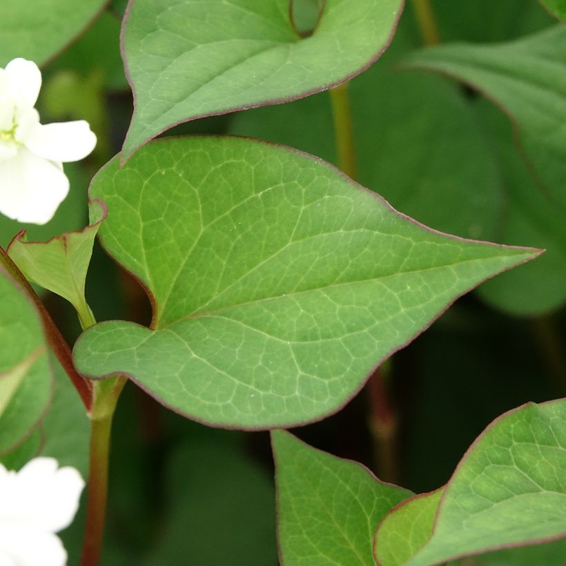Houttuynia cordata - Coriandre des bois (Foliage)
