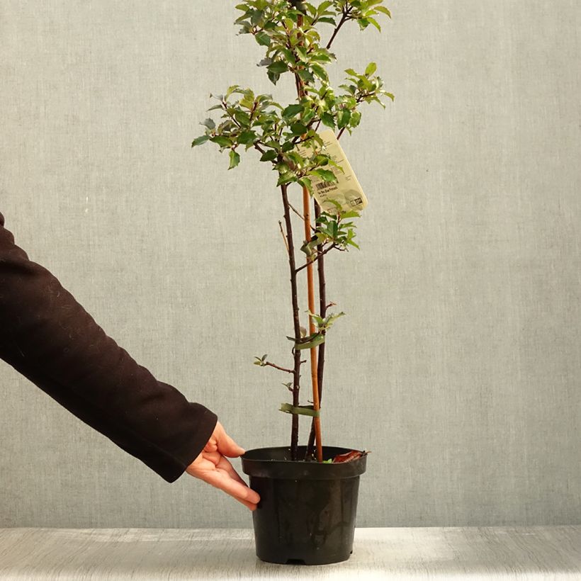 Example of Houx américain - Ilex meserveae Blue princess Pot de 2L/3L as you get in automne