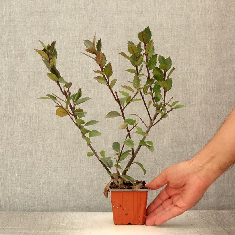 Example of Houx américain mâle - Ilex meserveae Heckenblau Godet de 8/9 cm as you get in ete