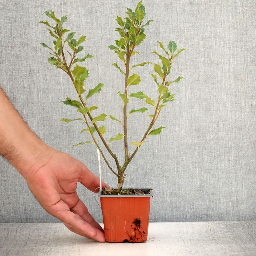 Example of Houx américain - Ilex meserveae Magical Amoro Rosso Godet de 8/9 cm as you get in ete