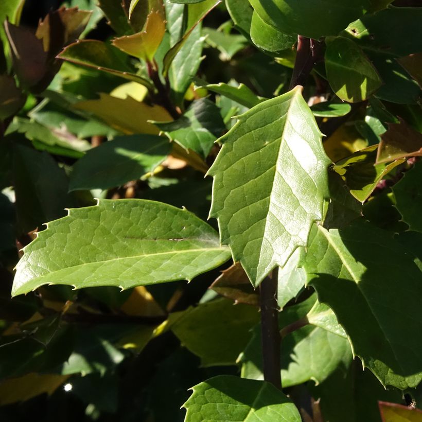 Houx américain mâle - Ilex meserveae Heckenblau (Foliage)