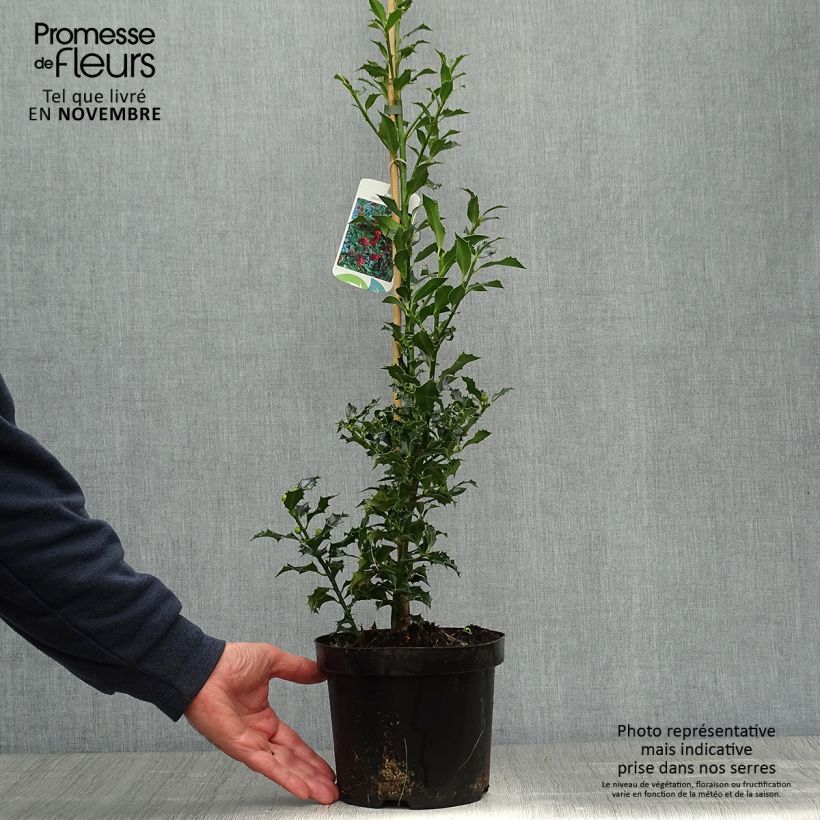 Example of Houx commun - Ilex aquifolium Alaska Pot de 2L/3L as you get in automne
