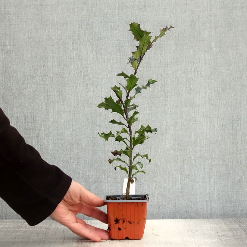 Example of Houx commun - Ilex aquifolium Godet de 8/9 cm as you get in automne