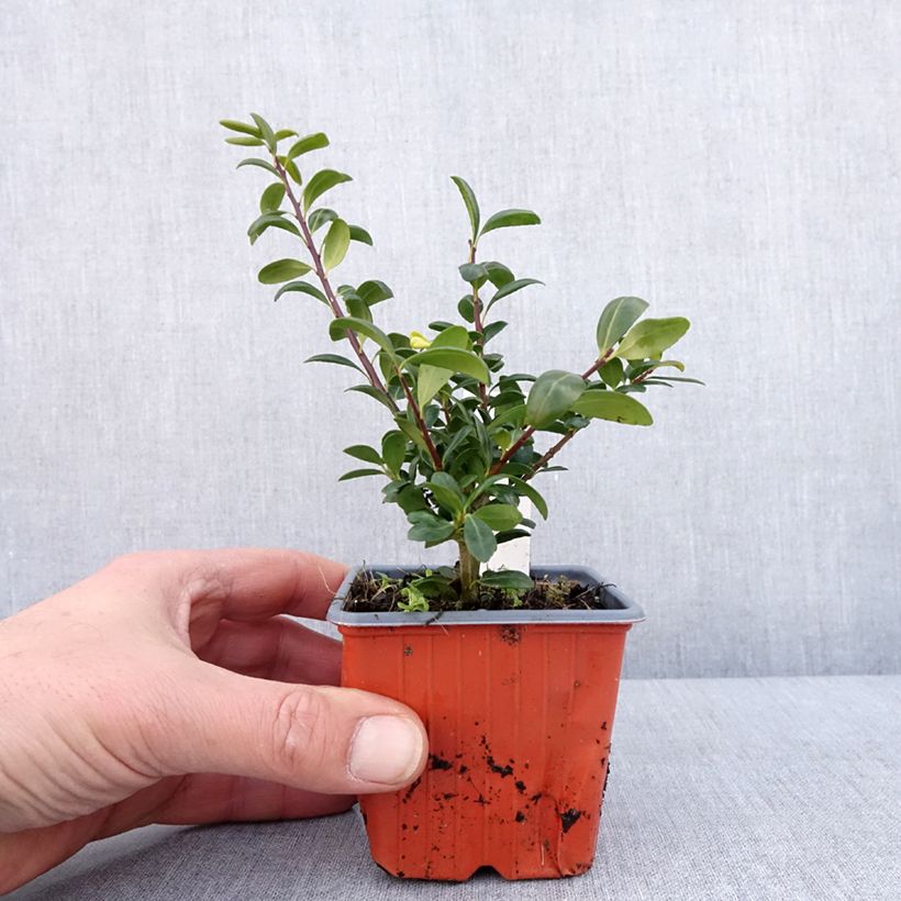 Example of Houx crénelé - Ilex crenata Convexa Godet de 8/9 cm as you get in hiver