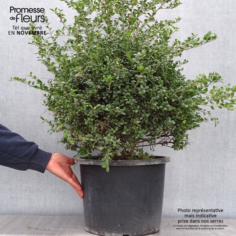 Example of Ilex crenata Convexa taillé en boule - Topiaire de Houx crénelé Pot de 7,5L/10L, Boule as you get in automne