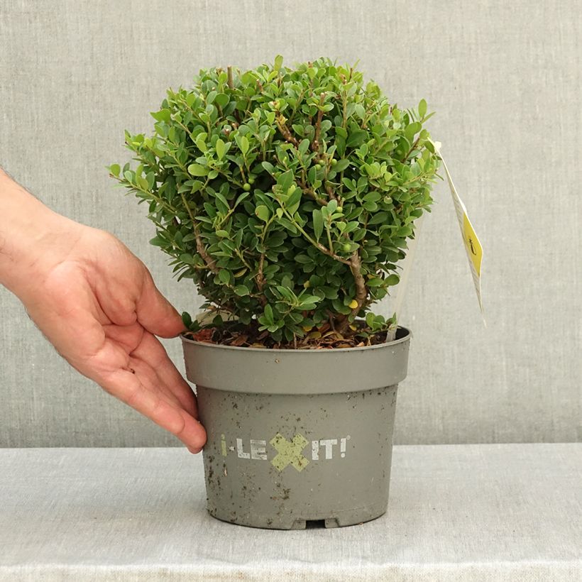Example of Houx crénelé - Ilex crenata Dark Green  Pot de 2L/3L, Boule as you get in ete