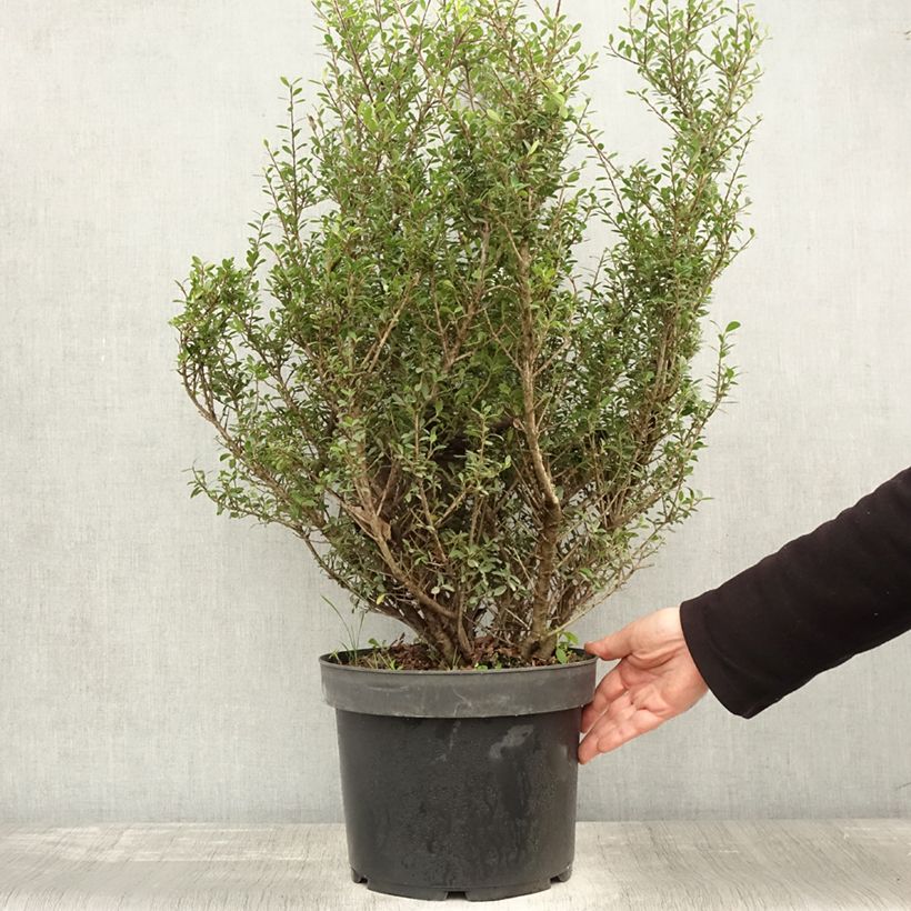 Example of Houx crénelé - Ilex crenata Green Hedge Pot de 7,5L/10L as you get in automne