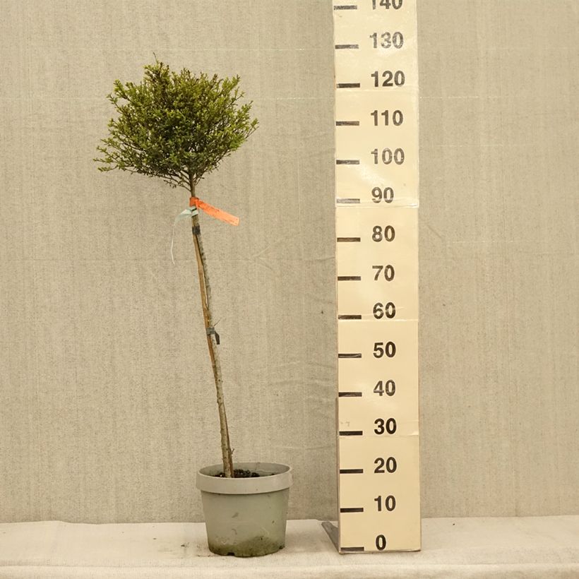 Example of Houx crénelé Kinme Pot de 7,5L/10L, 1/4 de tige as you get in automne