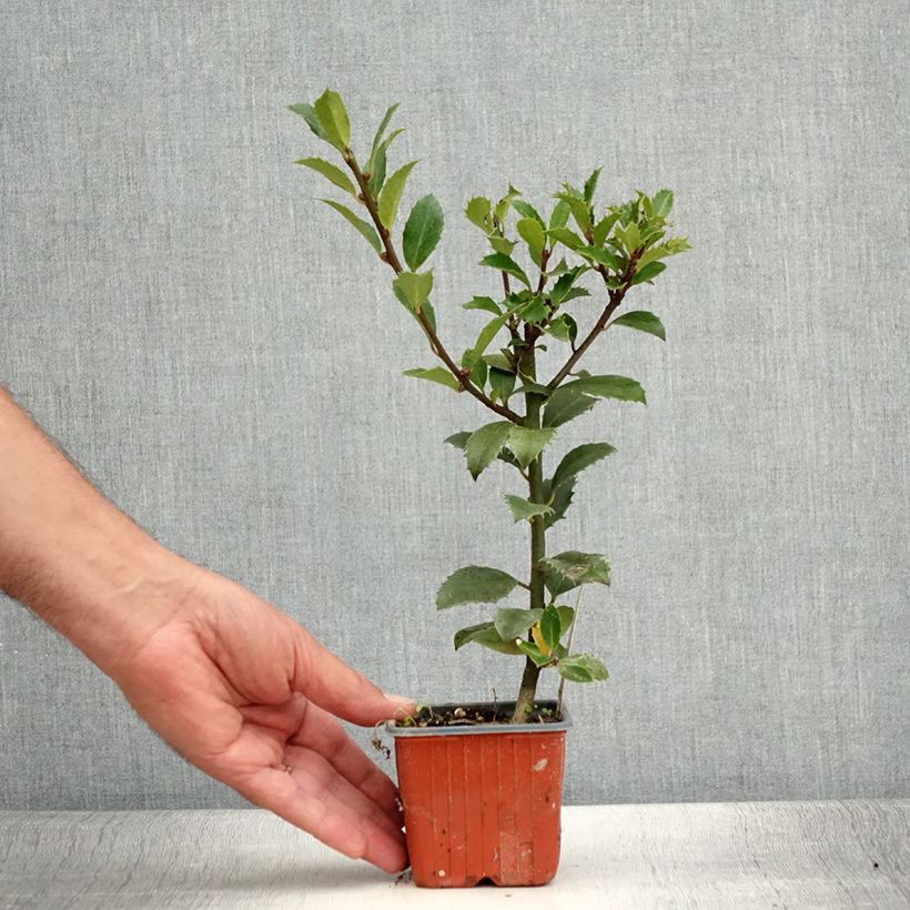 Example of Houx - Ilex x meserveae Heckenpracht Godet de 8/9 cm as you get in ete