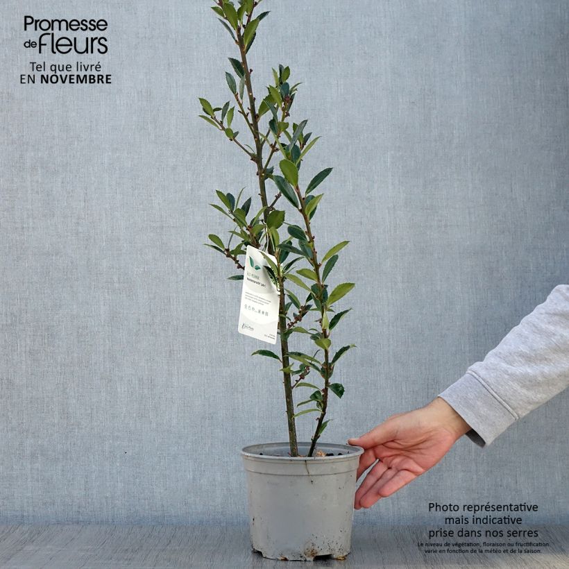 Example of Houx - Ilex x meserveae Heckenpracht Pot de 2L/3L as you get in automne