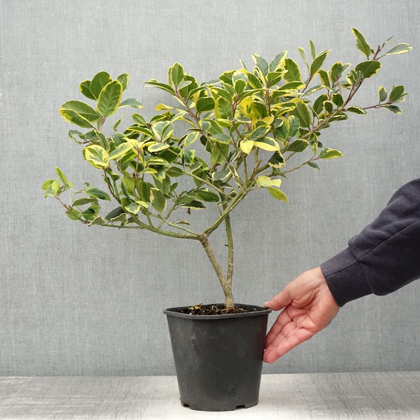 Example of Houx panaché - Ilex Golden King Pot de 2L/3L as you get in ete