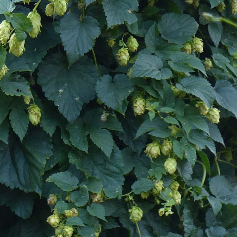 Houblon - Humulus lupulus (Foliage)