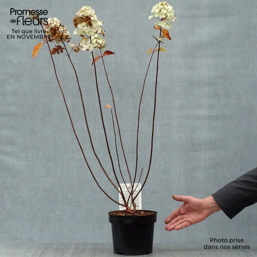Example of Hydrangea paniculata Fraise Melba - Hortensia paniculé Pot de 3L/4L as you get in automne