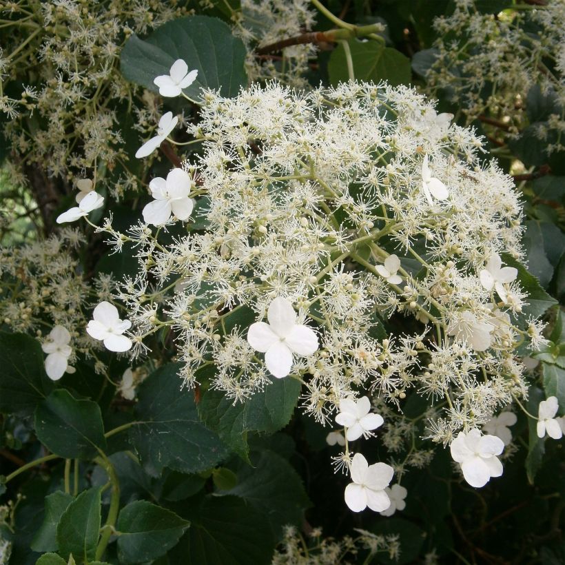 Hortensia grimpant - Hydrangea petiolaris (Flowering)