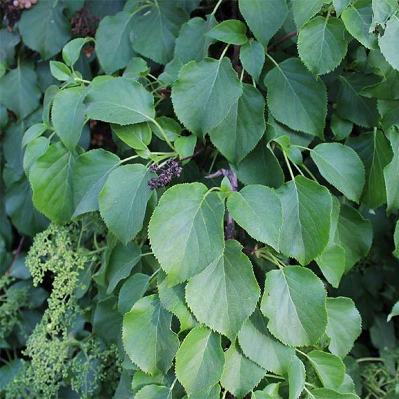 Hortensia grimpant - Hydrangea petiolaris (Foliage)