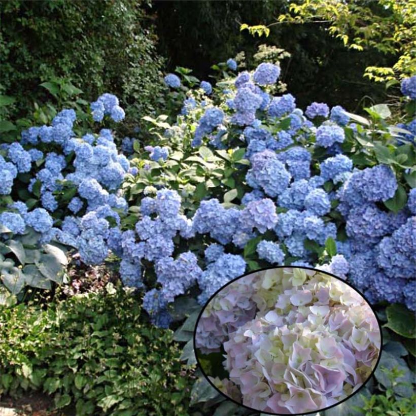 Hortensia - Hydrangea macrophylla Generale Vicomtesse de Vibraye (Plant habit)