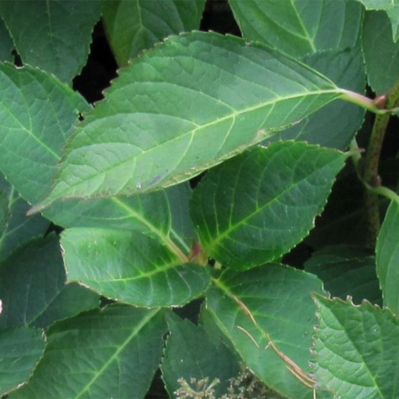 Hortensia macrophylla Mariesii Perfecta (Foliage)