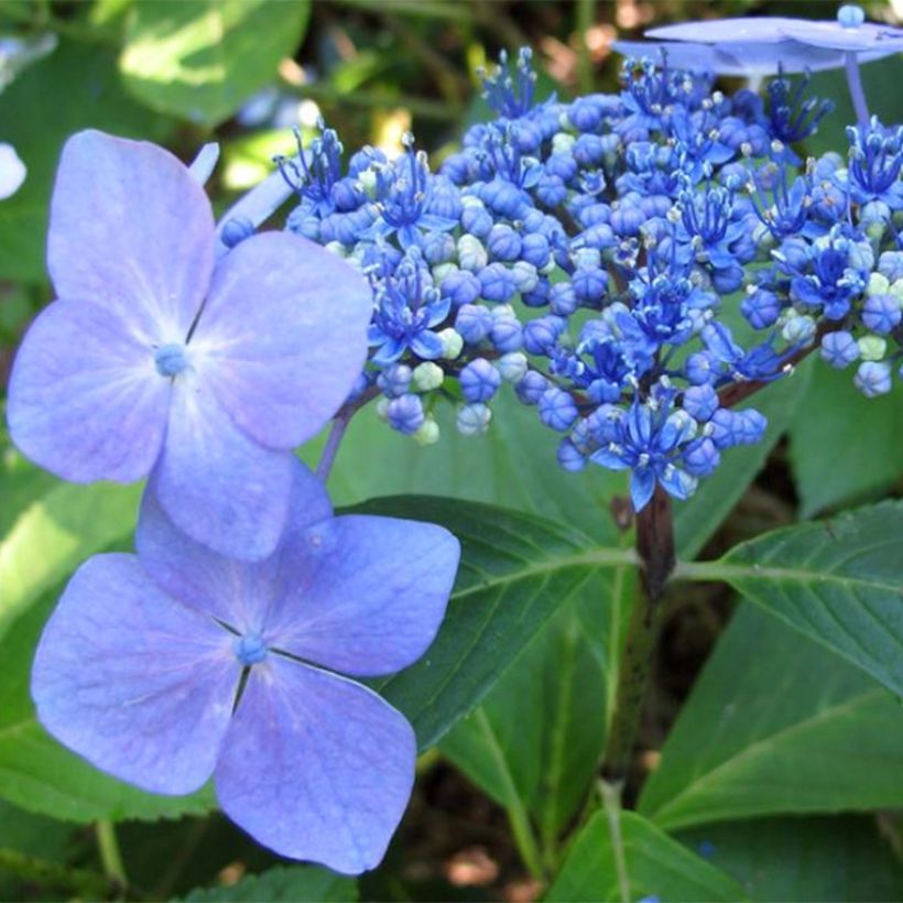 Hortensia macrophylla Mariesii Perfecta (Flowering)