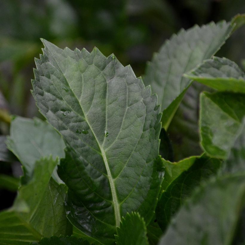 Hortensia - Hydrangea macrophylla You and Me Romance (Foliage)