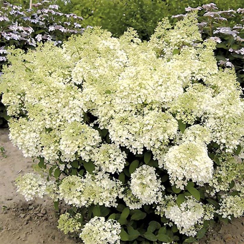 Hydrangea paniculata Bobo - Hortensia paniculé nain (Plant habit)