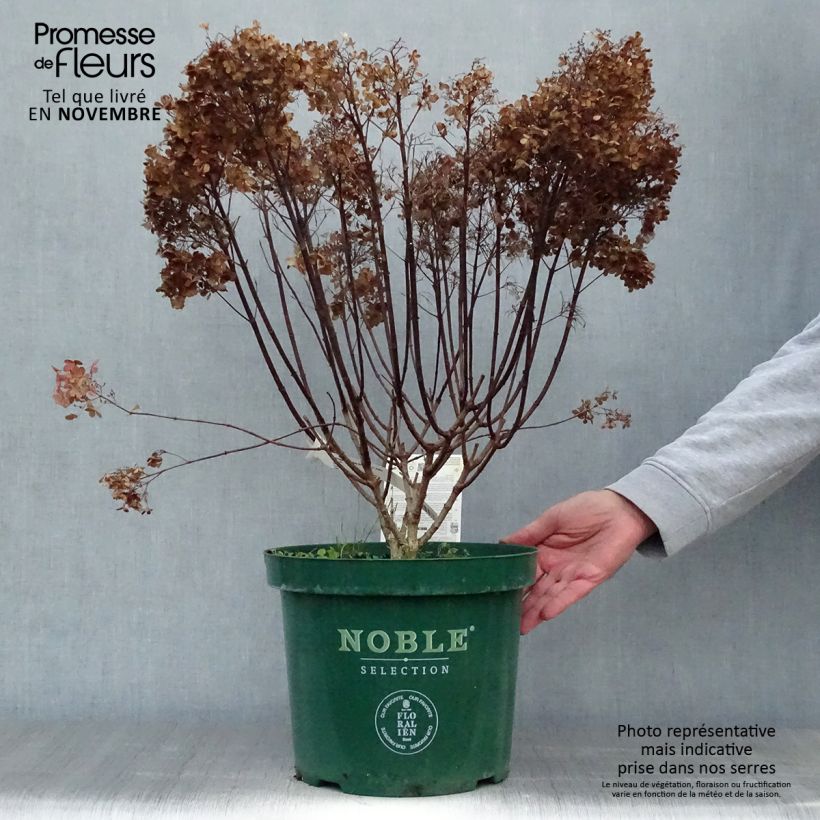 Example of Hydrangea paniculata Bobo - Hortensia paniculé nain Pot de 6L/7L as you get in automne