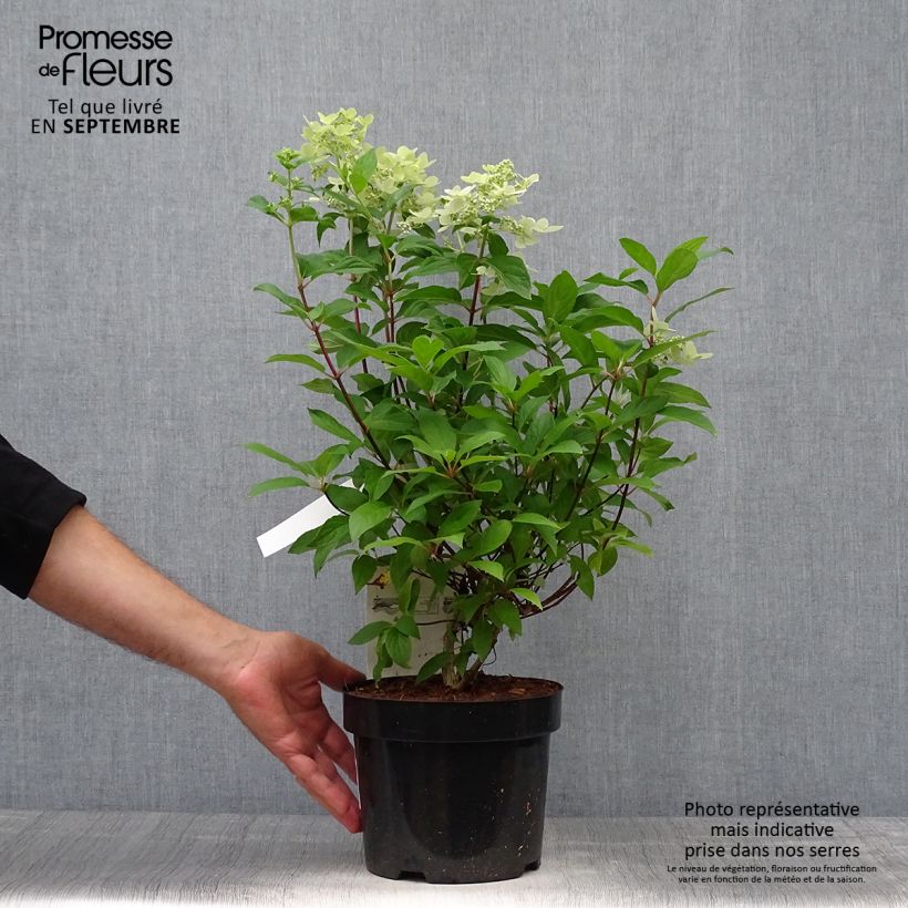 Example of Hydrangea paniculata Confetti - Hortensia paniculé Pot de 2L/3L as you get in automne