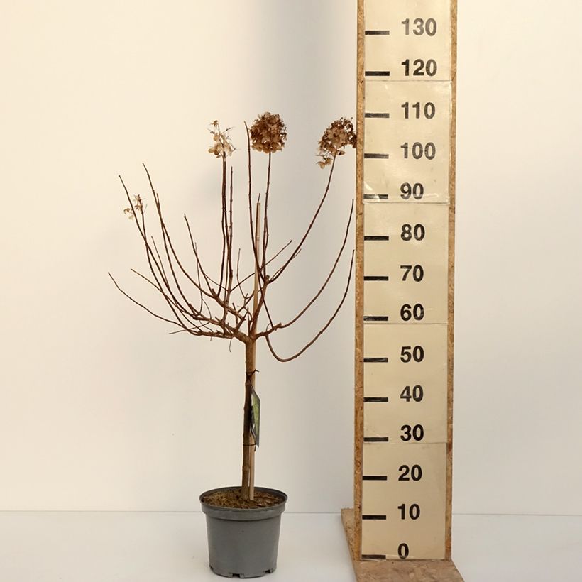 Example of Hydrangea paniculata Limelight - Hortensia paniculé Pot de 3L/4L, Tige as you get in hiver