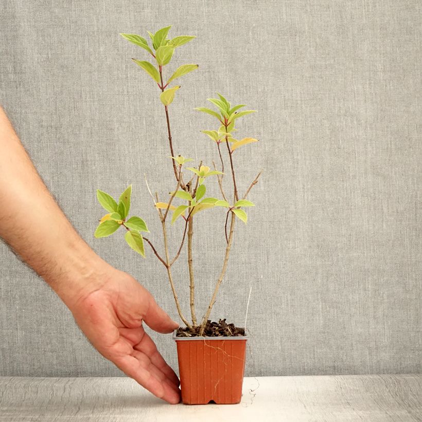Example of Hydrangea paniculata Mojito - Hortensia paniculé Godet de 8/9 cm as you get in ete