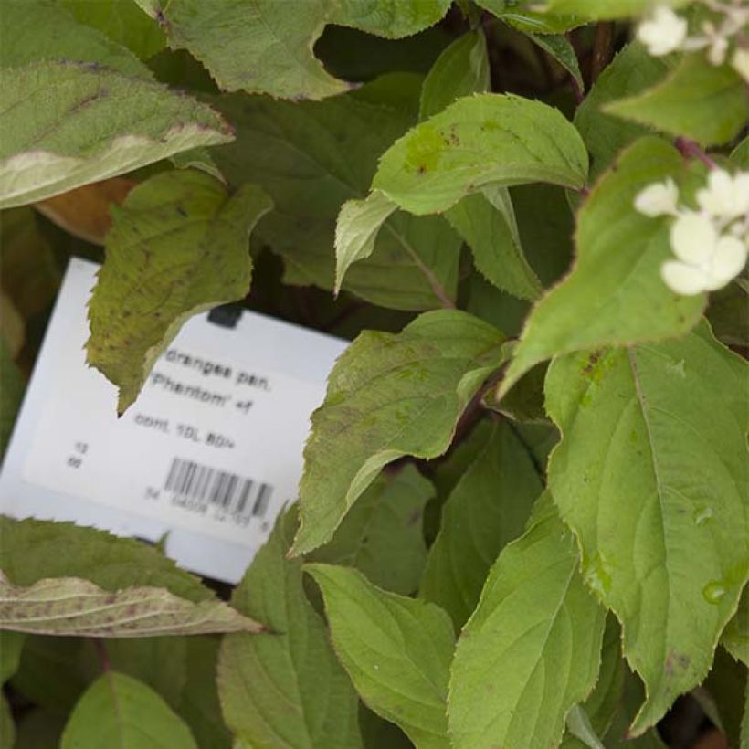 Hydrangea paniculata Phantom - Hortensia paniculé (Foliage)