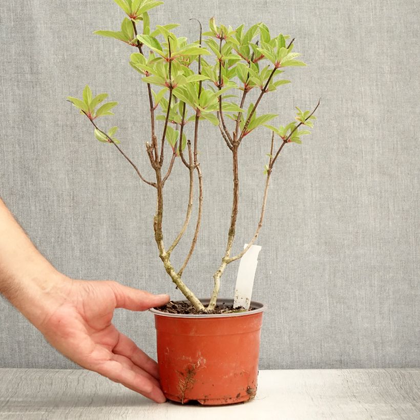 Example of Hydrangea paniculata Pinky Winky - Hortensia paniculé Godet de 8/9 cm as you get in ete