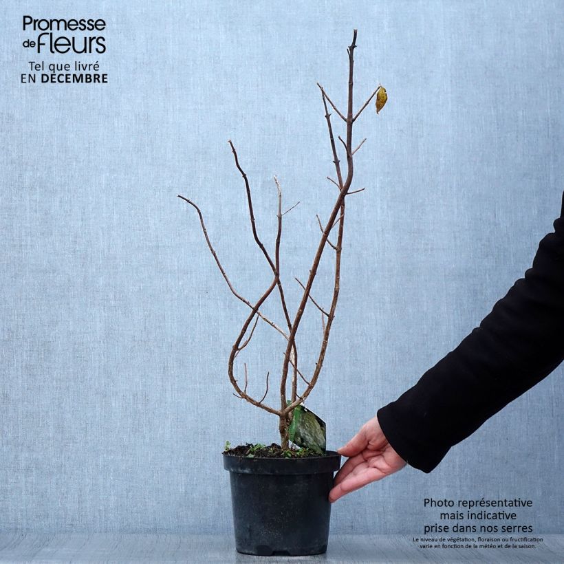 Example of Hydrangea paniculata Polar Bear - Hortensia paniculé Pot de 2L/3L as you get in automne