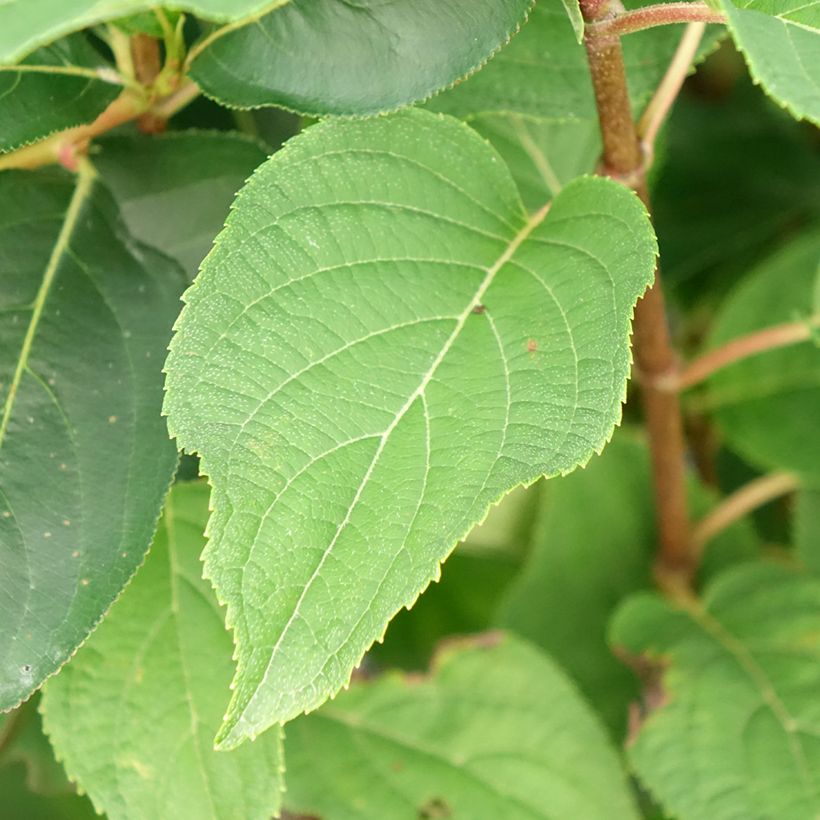 Hydrangea paniculata Silver Dollar - Hortensia paniculé (Foliage)