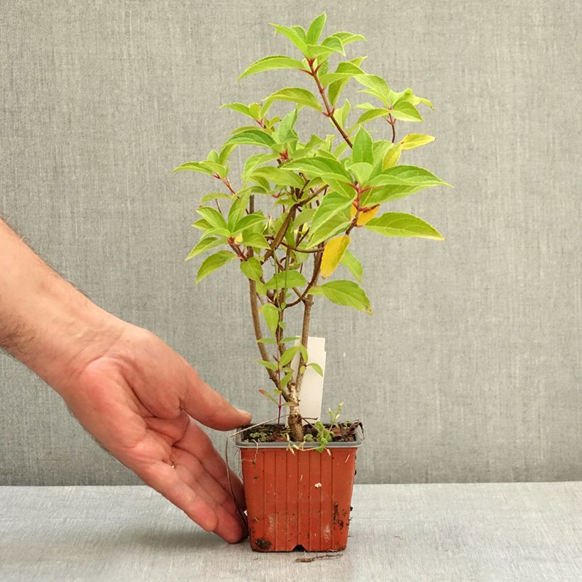 Example of Hydrangea paniculata Skyfall - Hortensia paniculé Godet de 8/9 cm as you get in ete