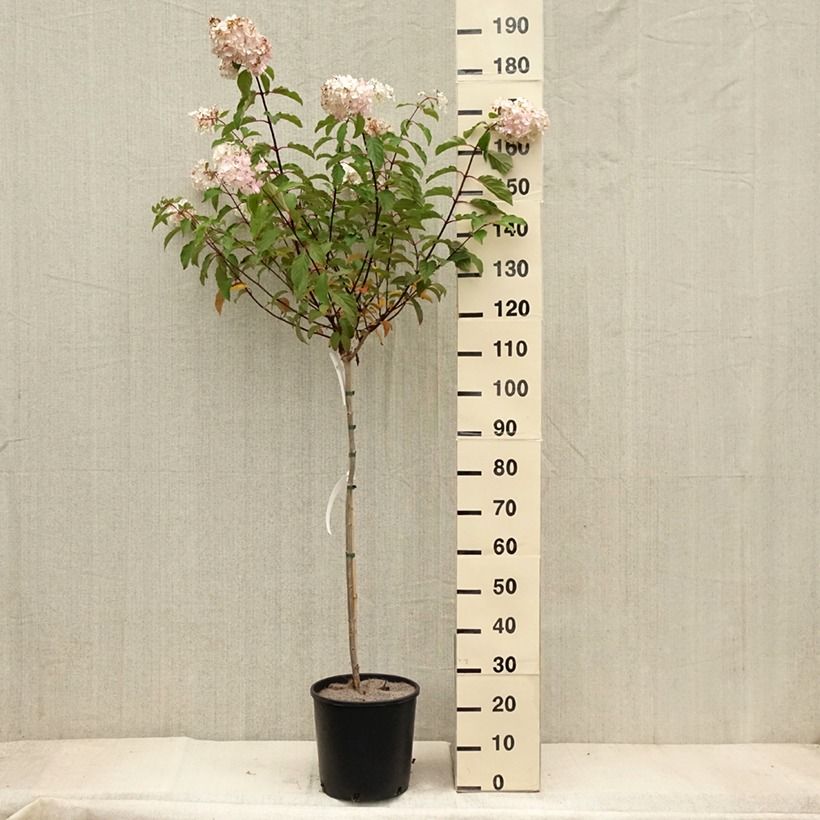 Example of Hydrangea paniculata Vanille Fraise - Hortensia paniculé Pot de 6L/7L, Tige as you get in automne