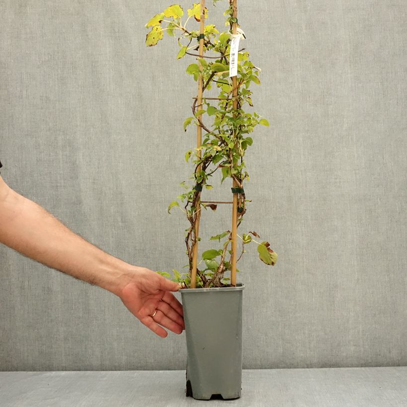 Example of Hydrangea petiolaris Flying Saucer - Hortensia grimpant Pot de 2L/3L as you get in ete