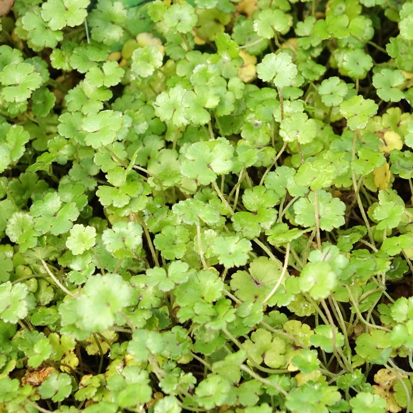 Hydrocotyle nova-zealandiae (Foliage)