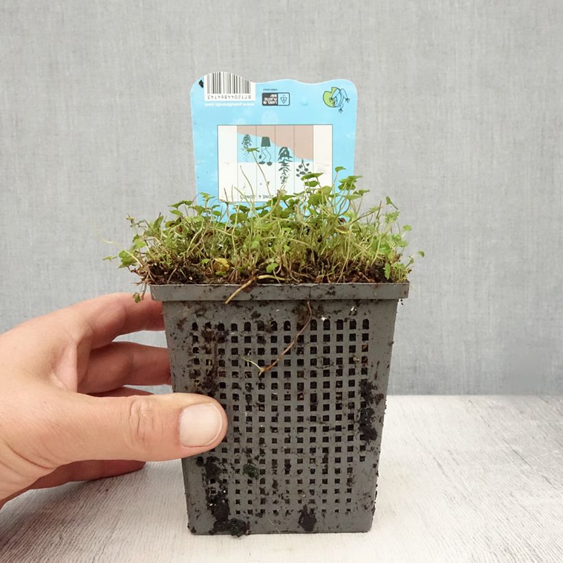 Example of Hydrocotyle nova-zealandiae Pot de 1L/1,5L as you get in ete