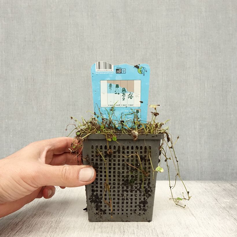 Example of Hydrocotyle sibthorpioides Variegata Pot de 1L/1,5L as you get in automne