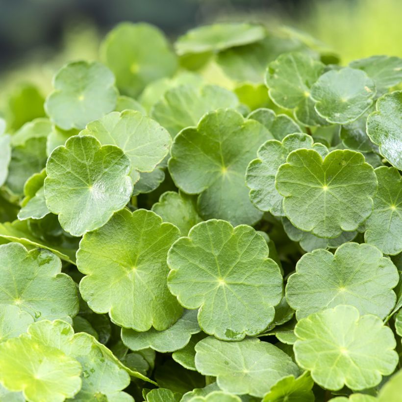 Hydrocotyle vulgaris (Foliage)