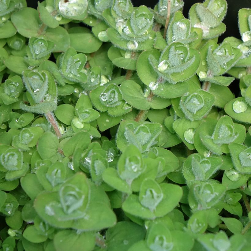 Hypericum elodes - Millepertuis des marais (Foliage)