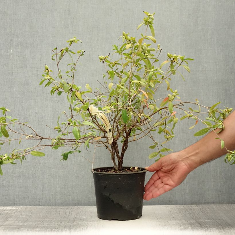 Example of Hypericum frondosum Sunburst - Millepertuis Pot de 3L/4L as you get in ete