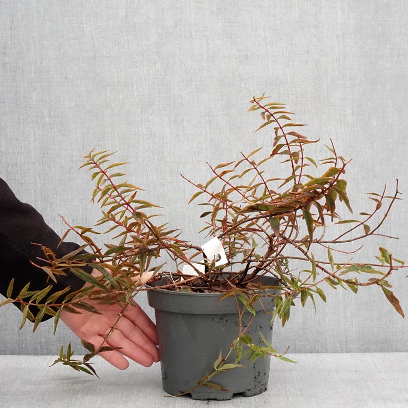 Example of Hypericum Hidcote Limelight - Millepertuis panaché Pot de 3L/4L as you get in hiver
