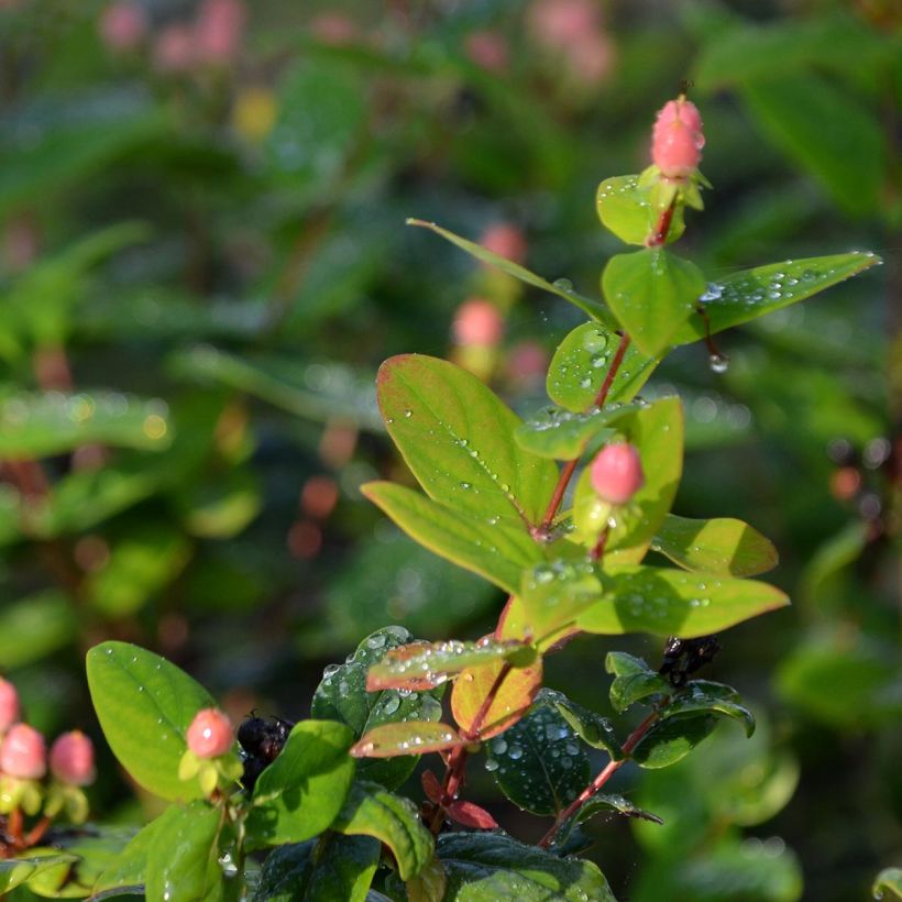 Hypericum inodorum Magical Beauty - Millepertuis (Foliage)
