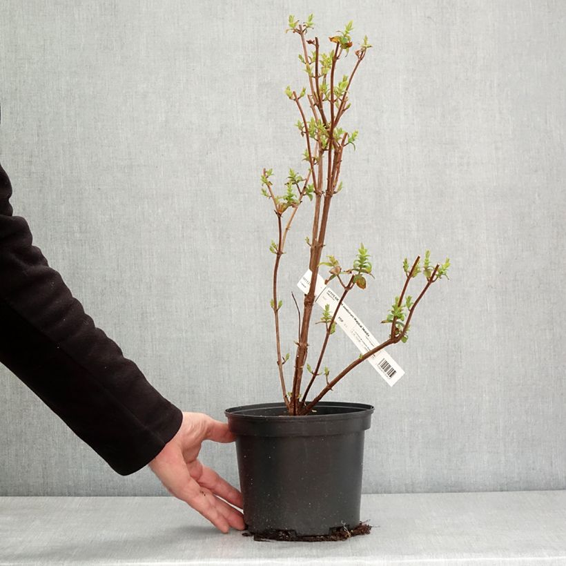 Example of Hypericum inodorum Magical Beauty - Millepertuis Pot de 3L/4L as you get in hiver