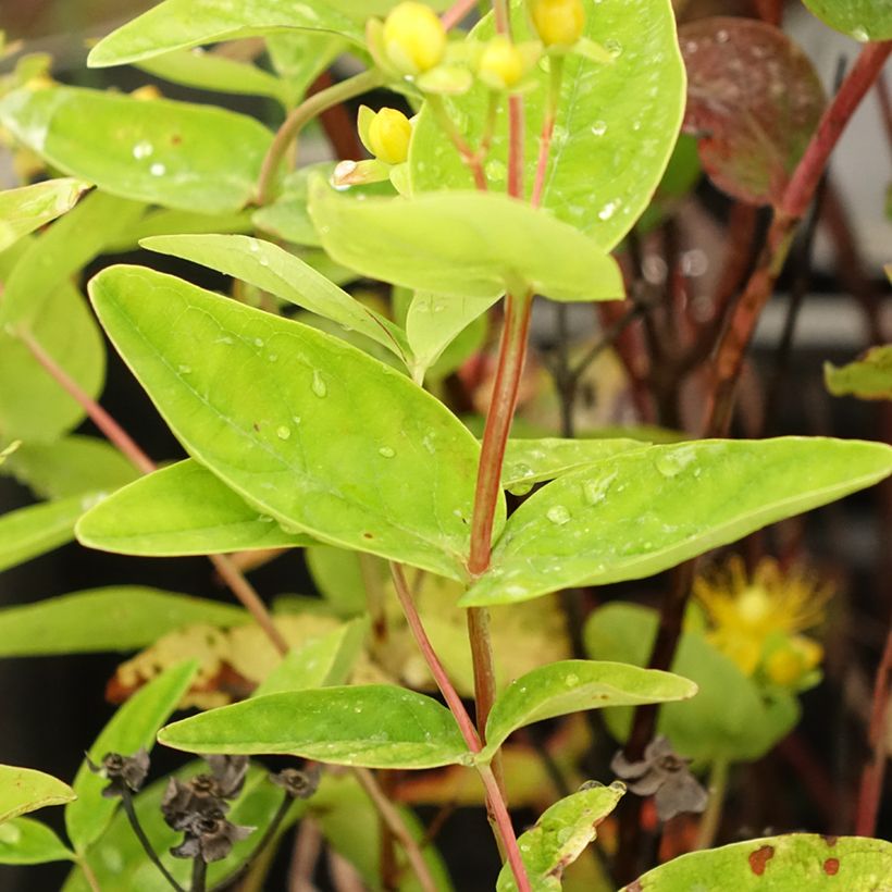 Hypericum inodorum Magical Red Flame - Millepertuis (Foliage)