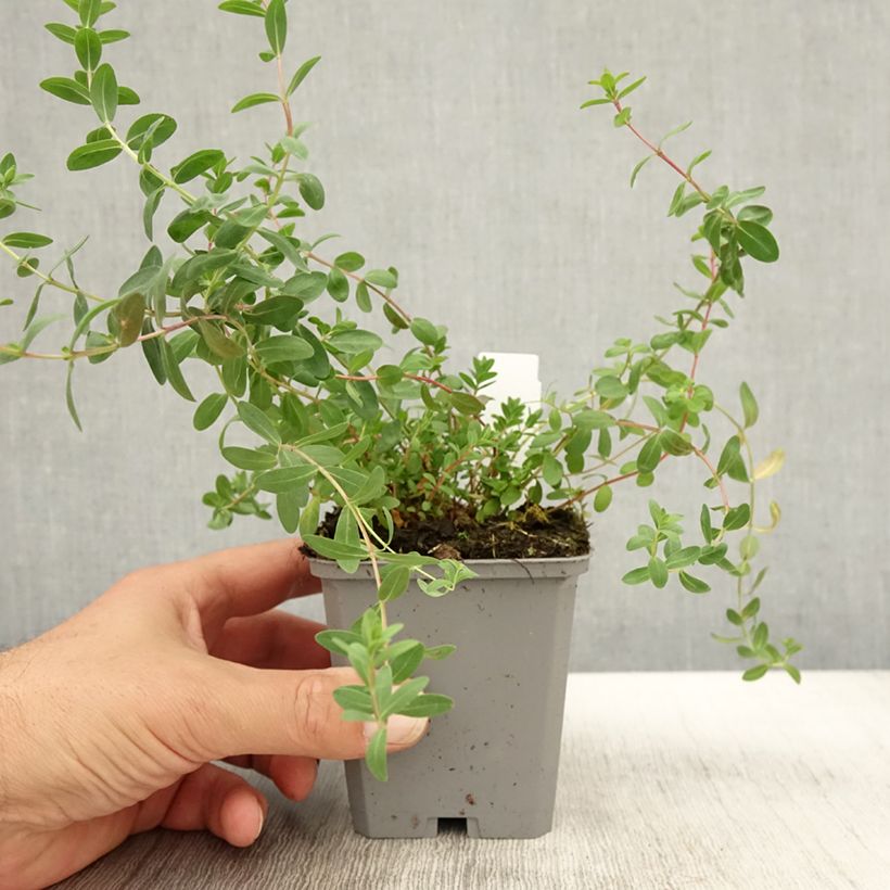 Example of Hypericum olympicum - Millepertuis grec  Godet de 8/9 cm as you get in automne