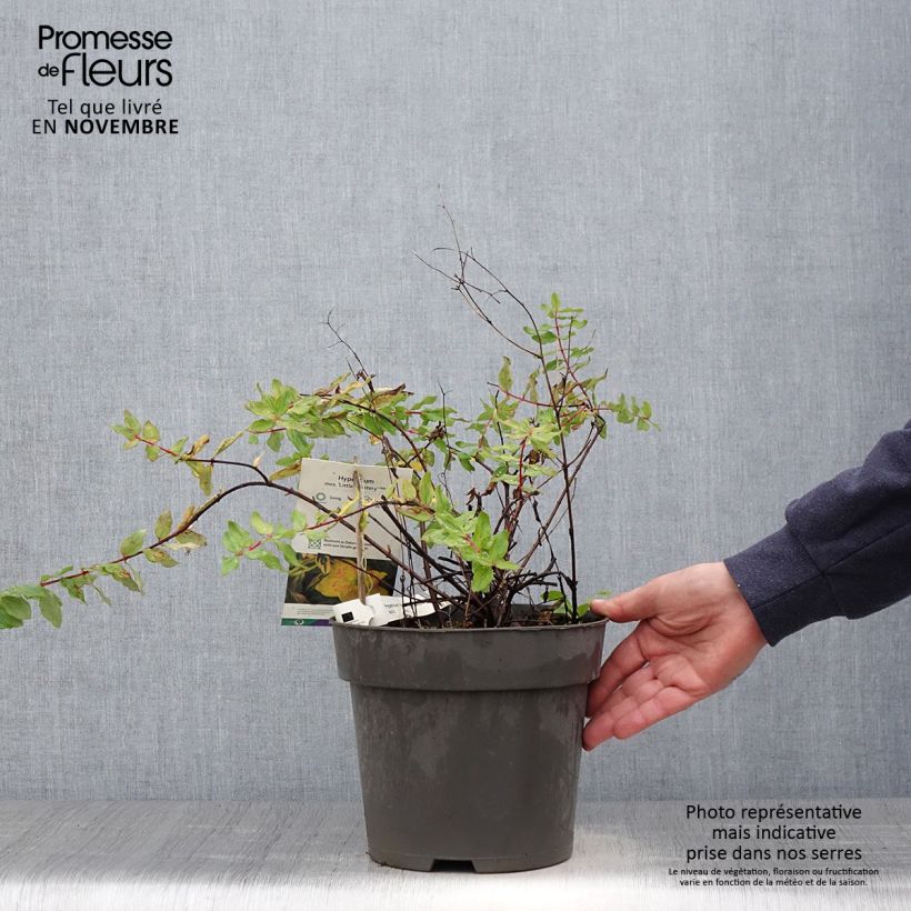 Example of Hypericum (x) moserianum Little Misstery - Millepertuis de Moser  Pot de 4L/5L as you get in automne
